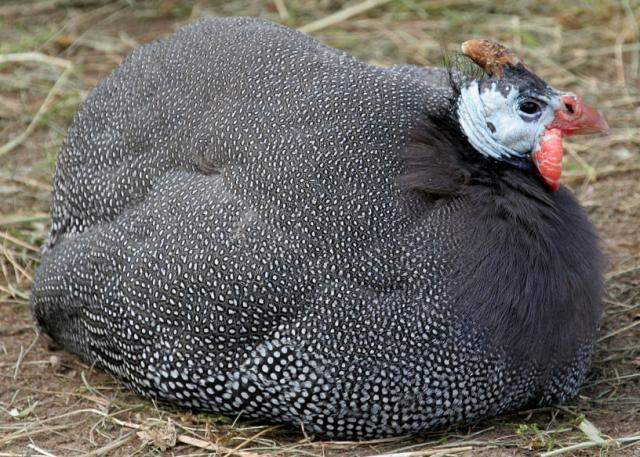 Geroosterd boerenbrood met suprme van parelhoen en neufchtelcreme