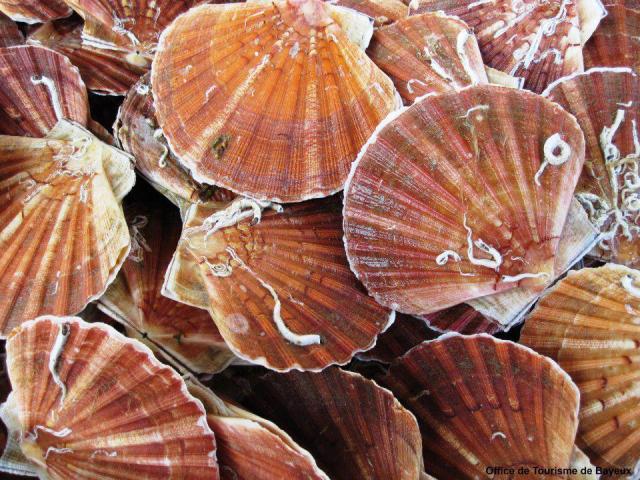 Terrine van Jacobsschelpen